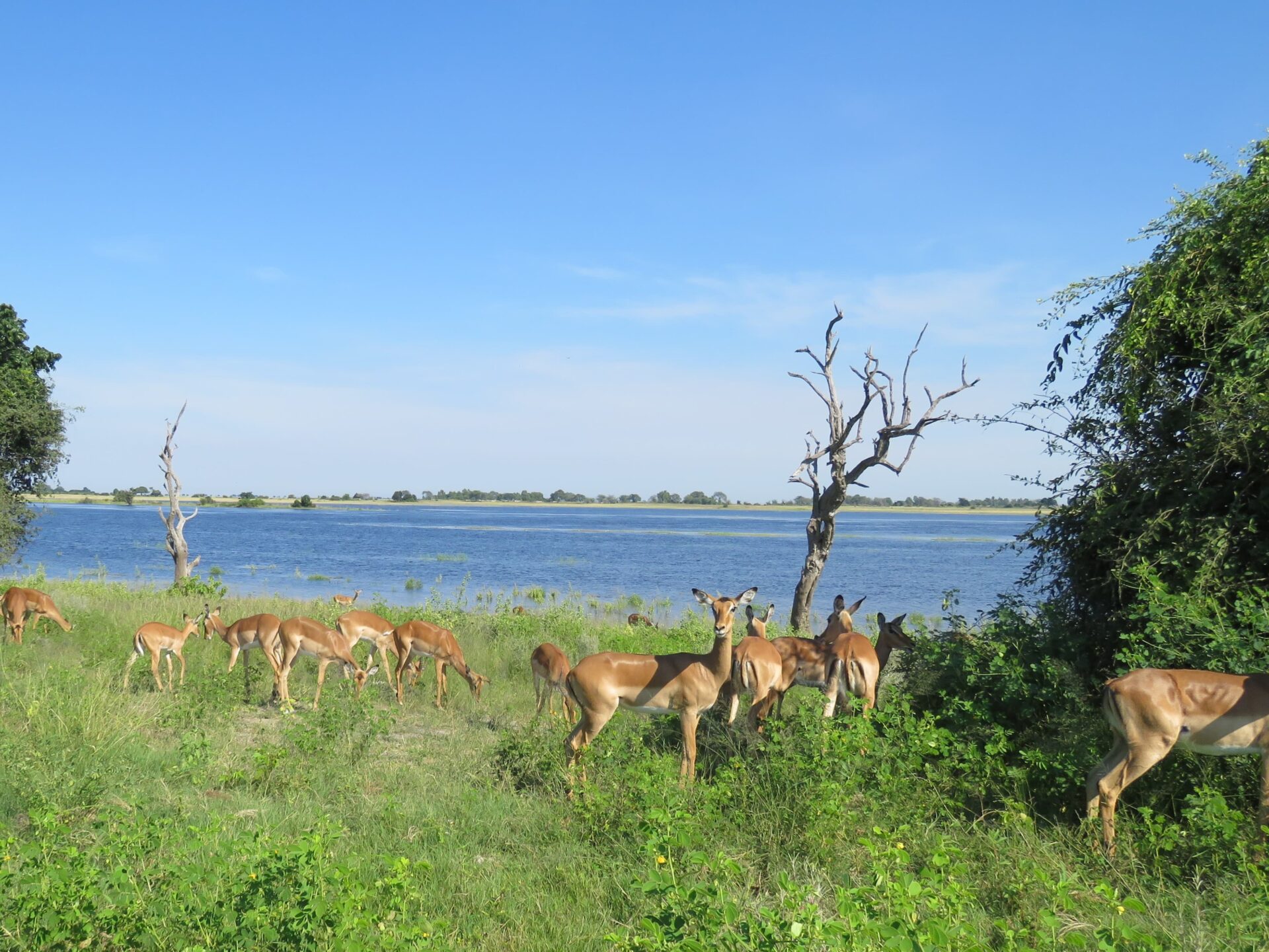 Kasane Airport To Chobe National Park www.en.greenwalktravel.com